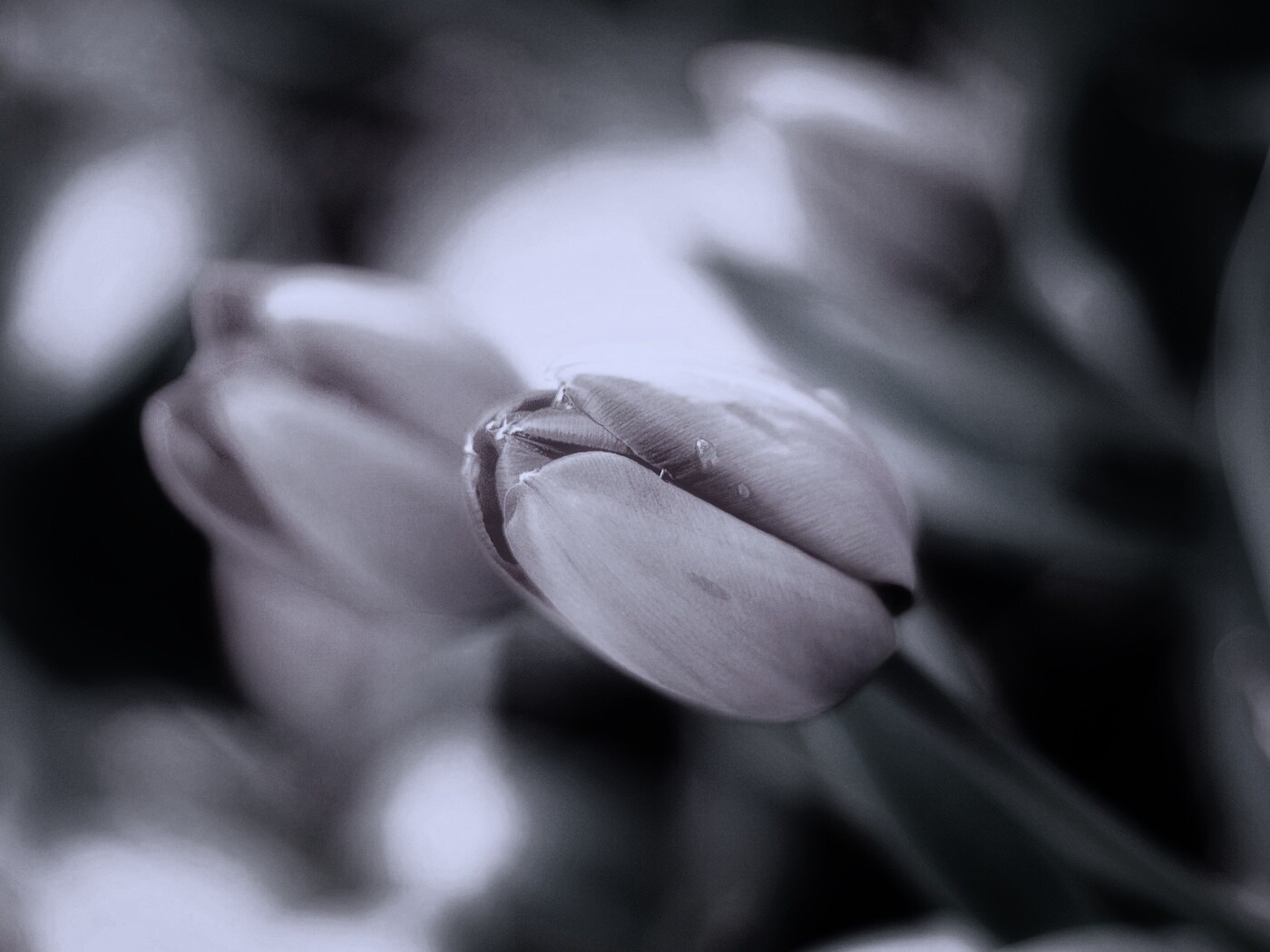 Красивый тюльпан обои