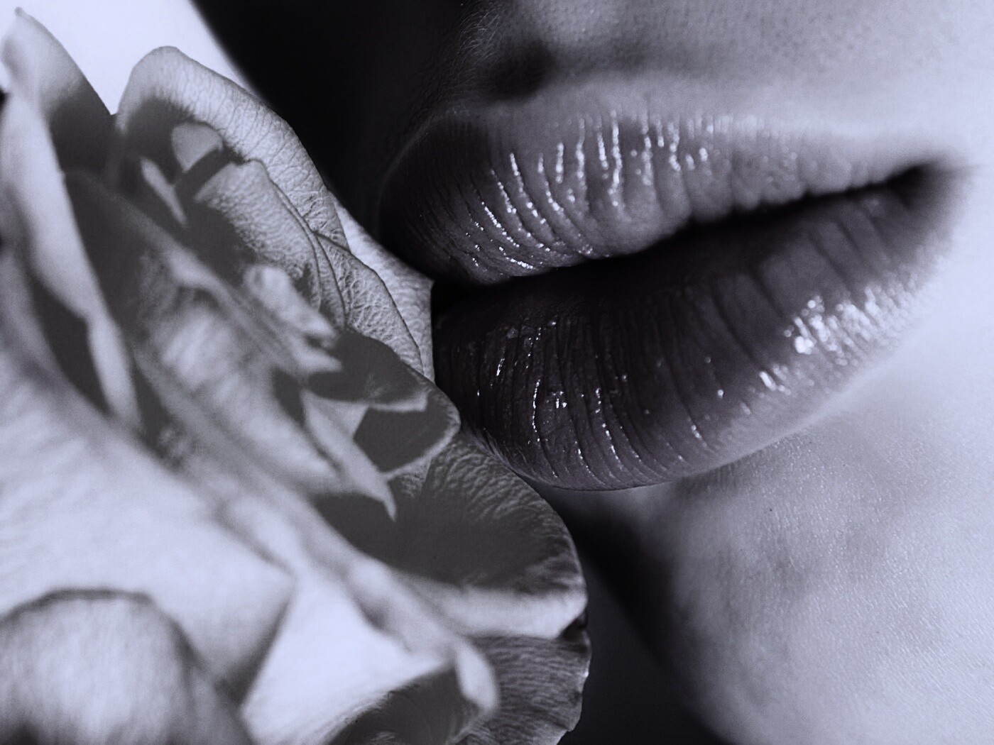 Губы девушки и роза обои