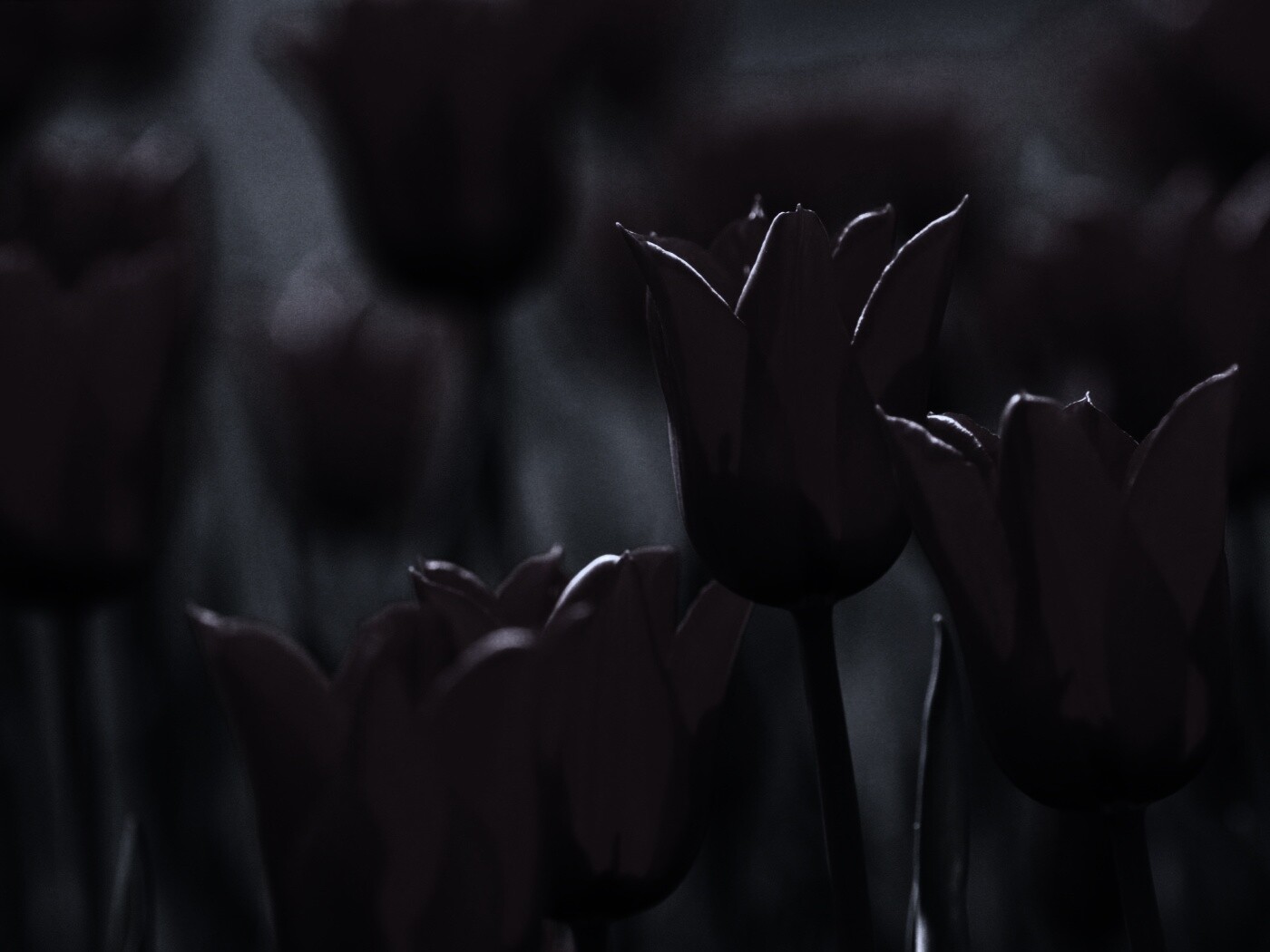 Красные цветы обои