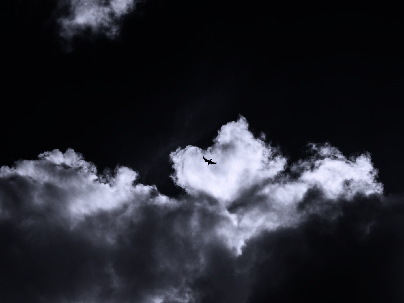 Птица в небе обои