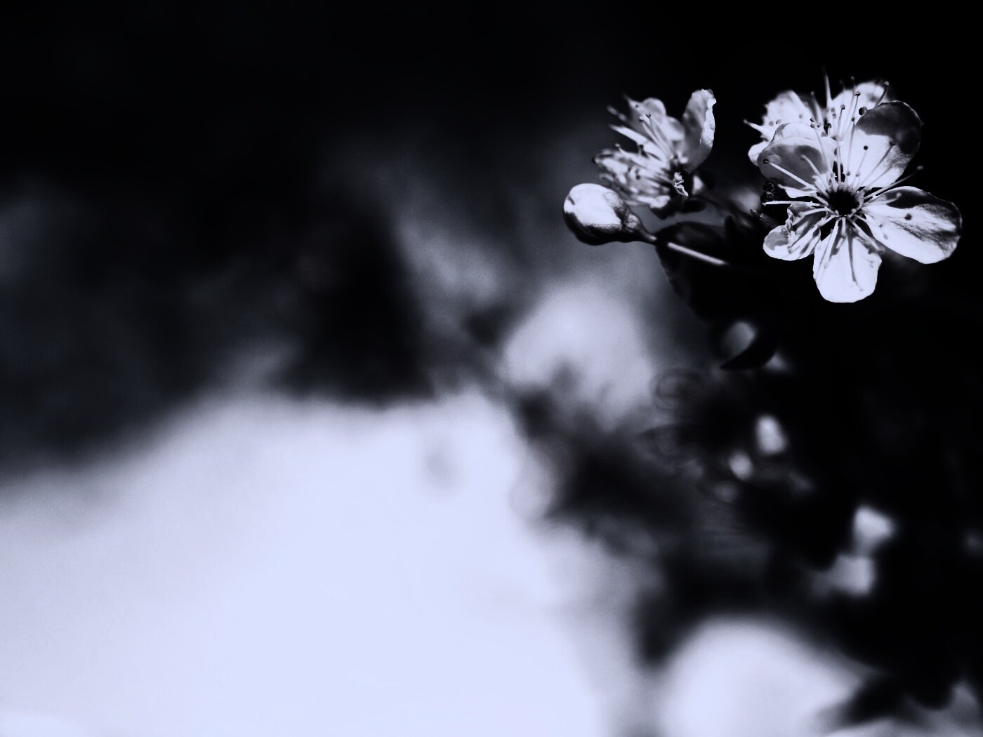 Цветок вишни обои