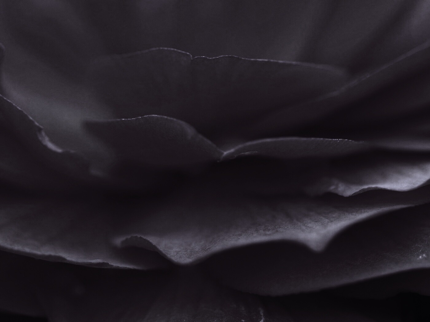 Лепестки красного цветка обои