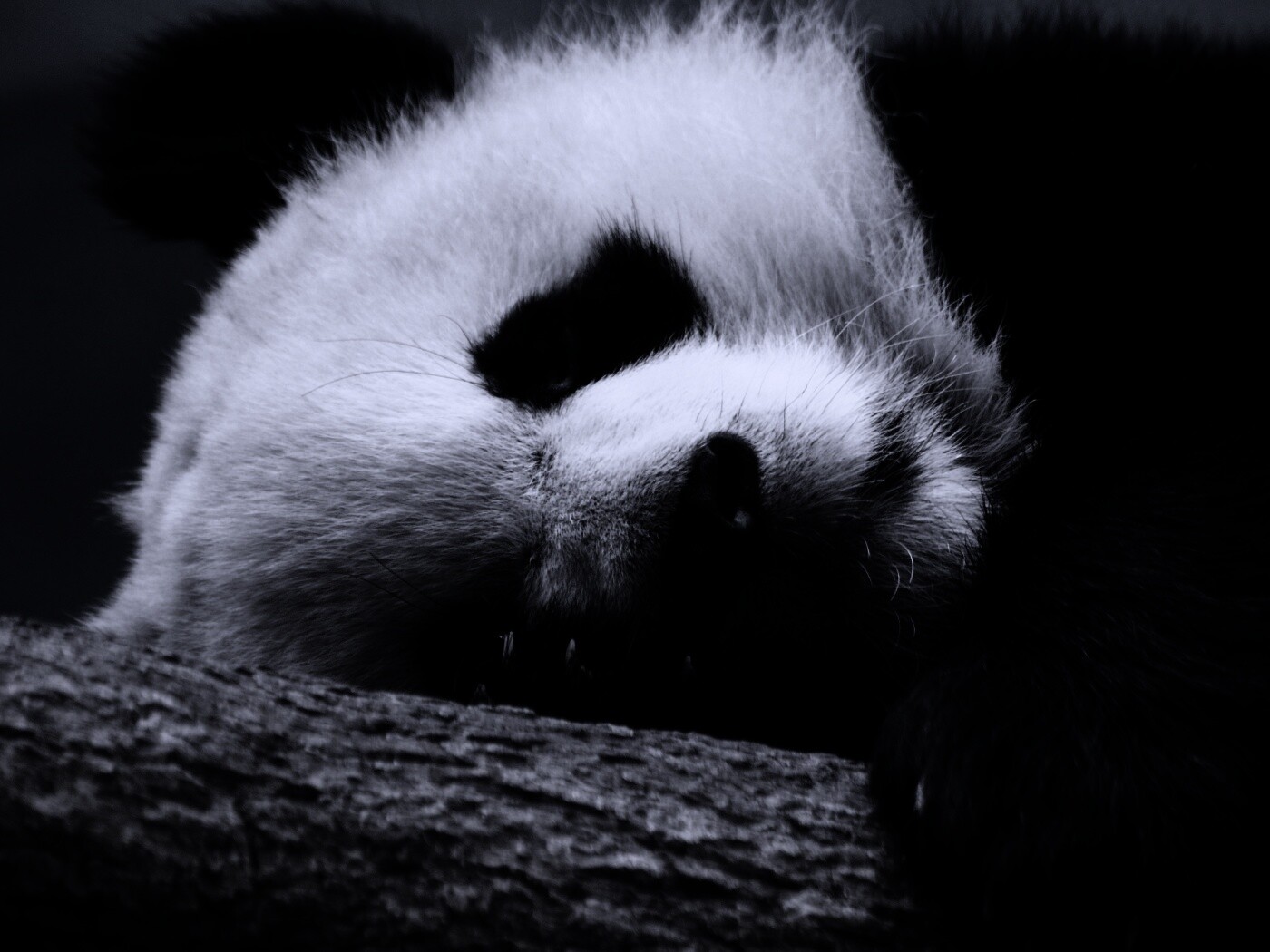 Панда на ветви обои