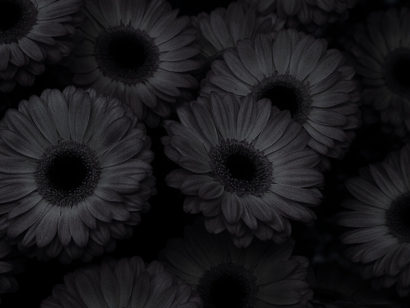 Желтые герберы обои