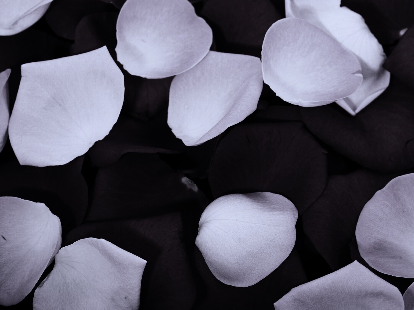 Розовые и красные лепестки обои