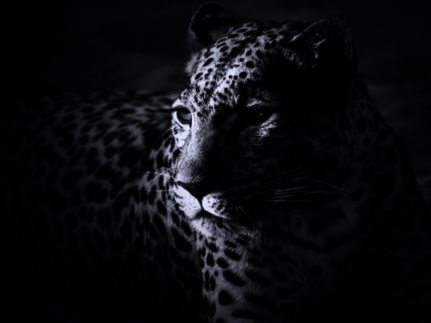 Леопард обои