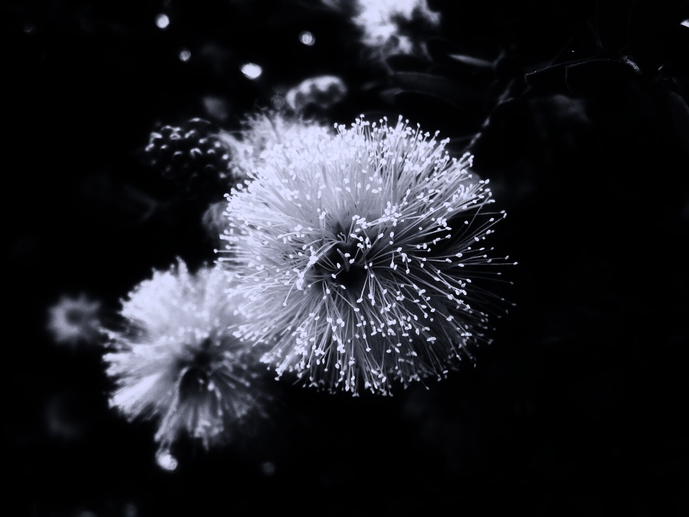 Сказочный цветок обои