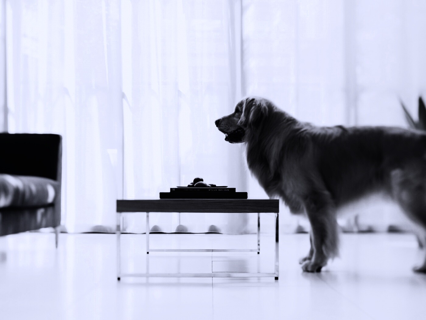 Лабрадор Ретривер обои