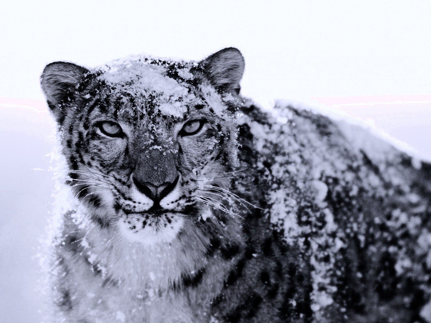 Снежный леопард обои