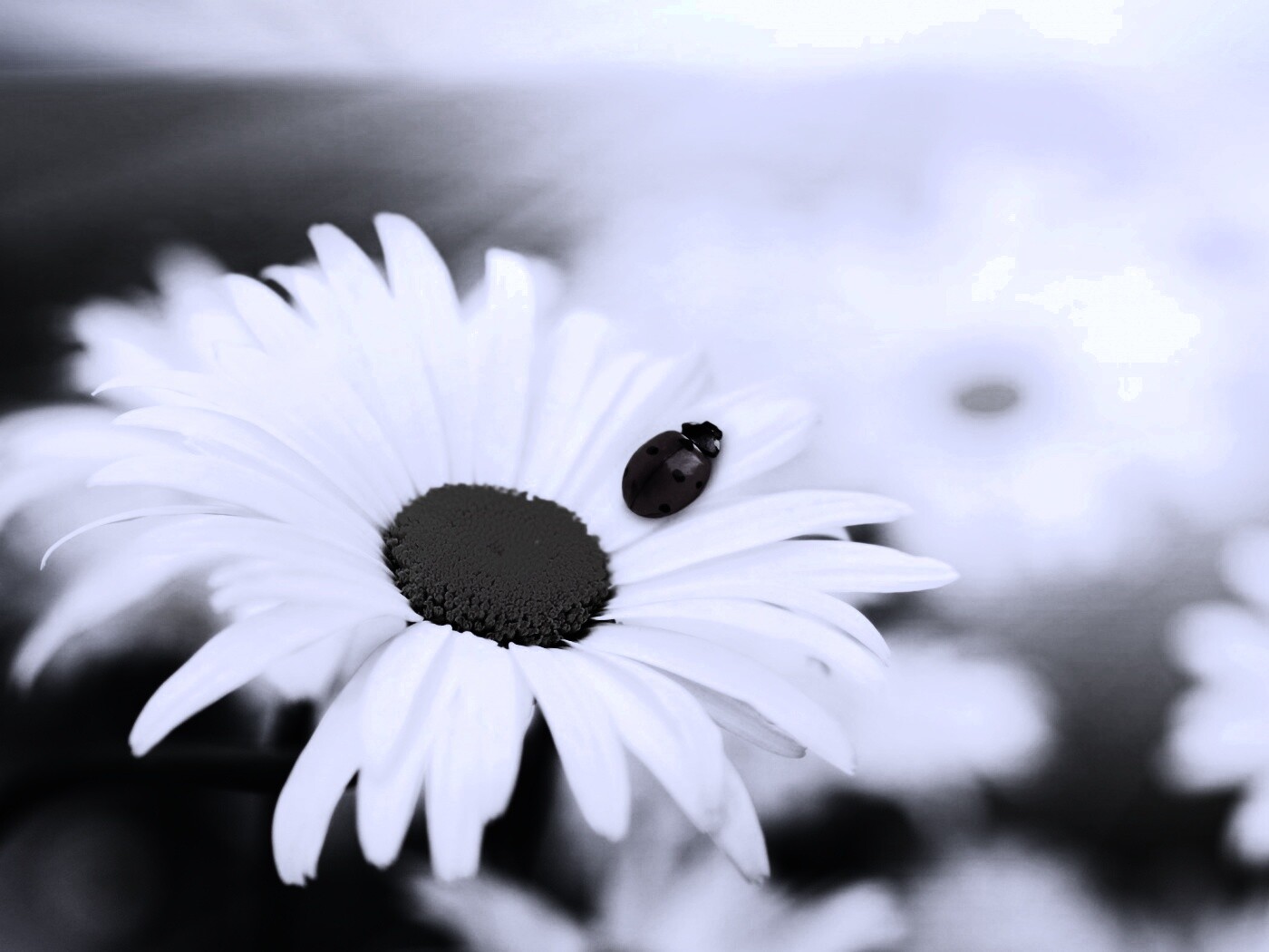 Божья коровка обои