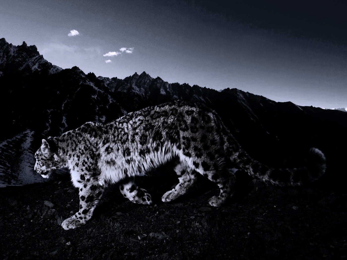 Леопард обои