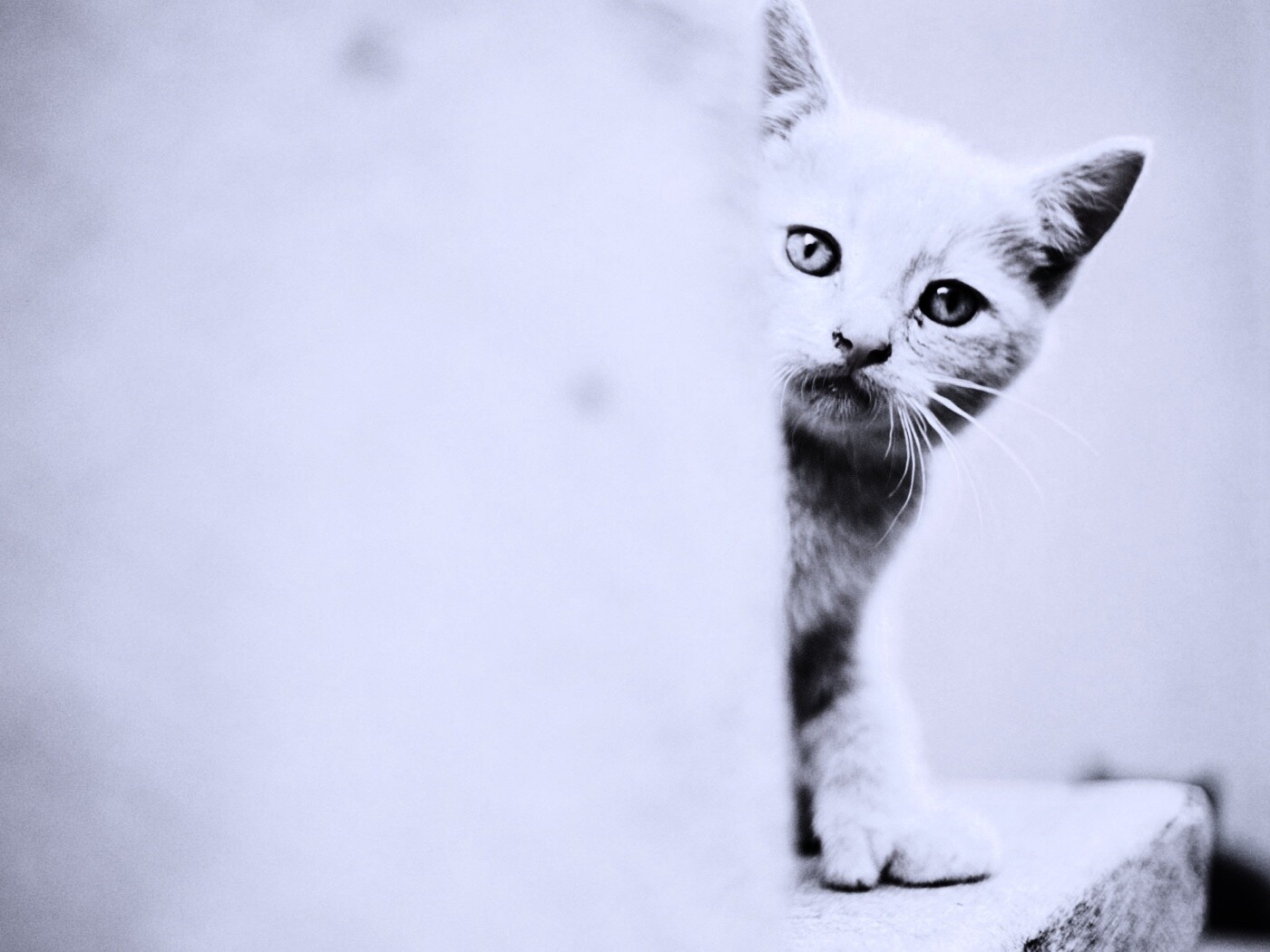 Котик из-за угла обои