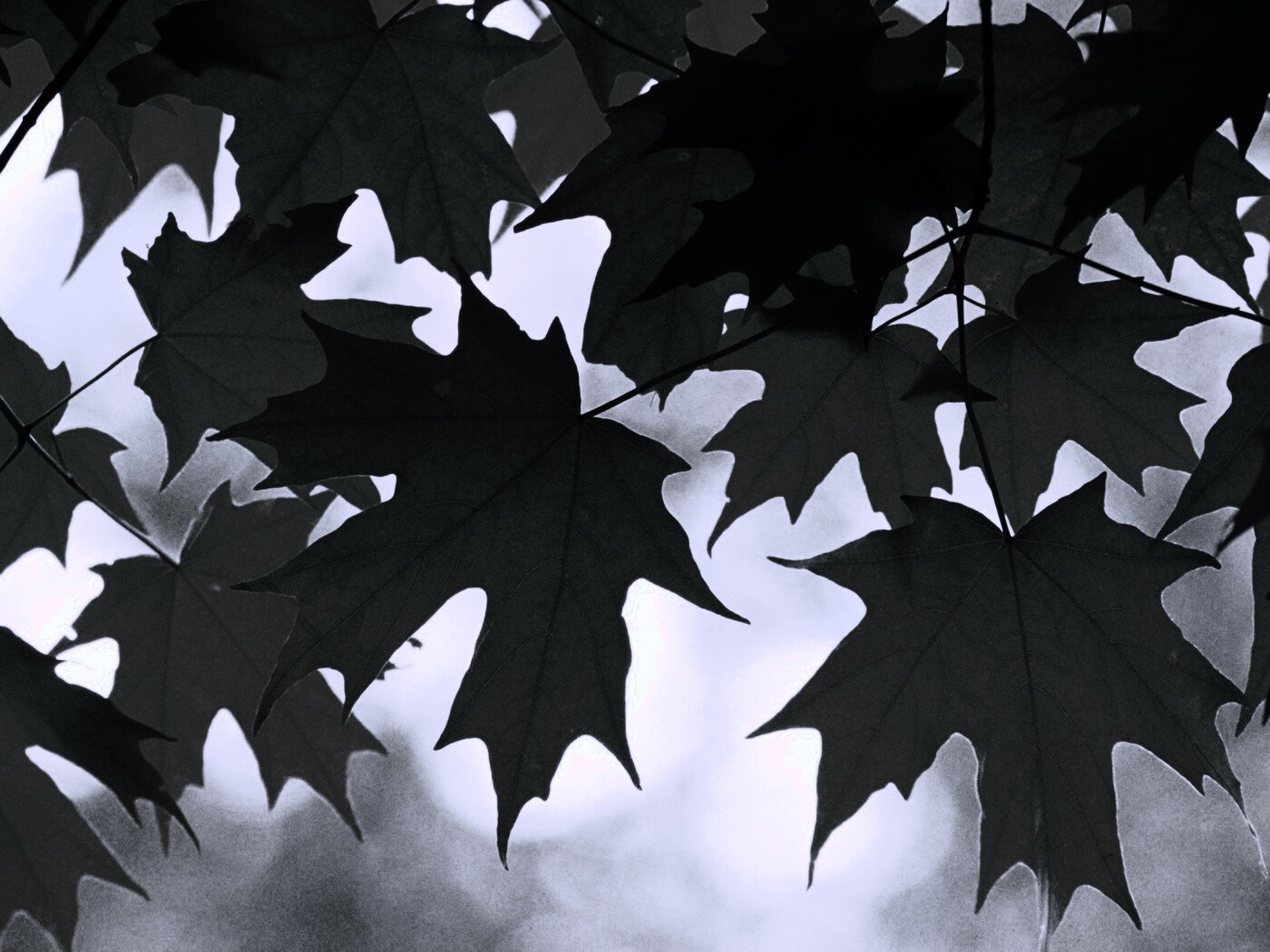 Кленовые листья обои