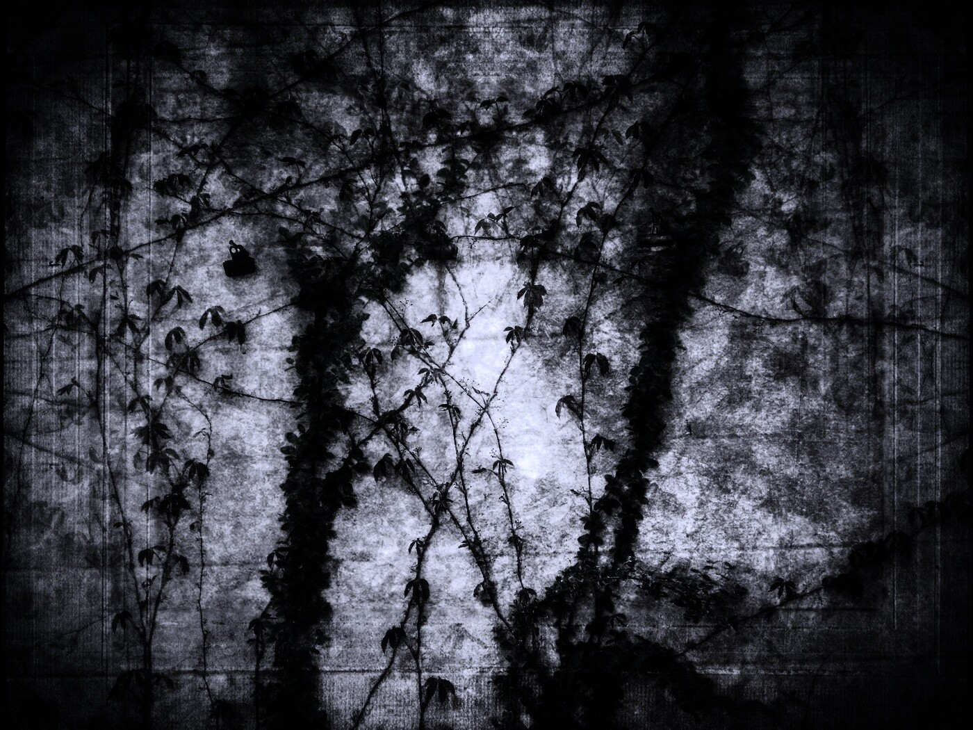 Растение на стене обои