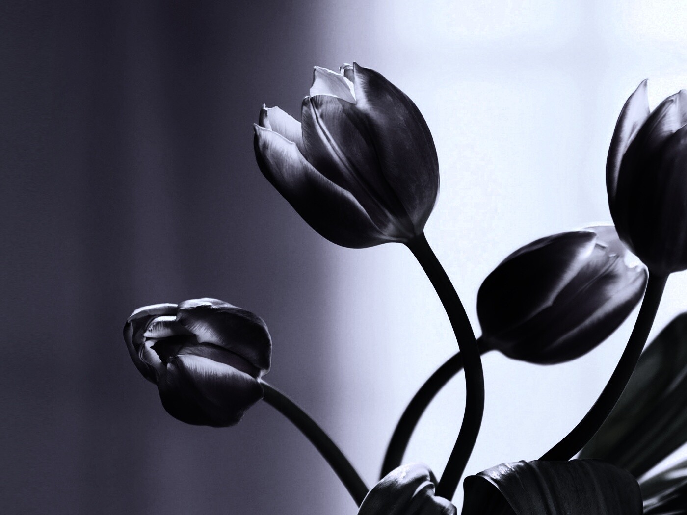 Сиреневые цветы обои