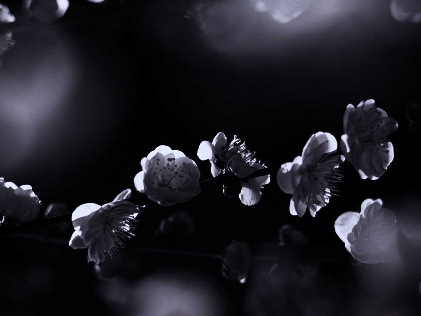 Цветущая вишня обои