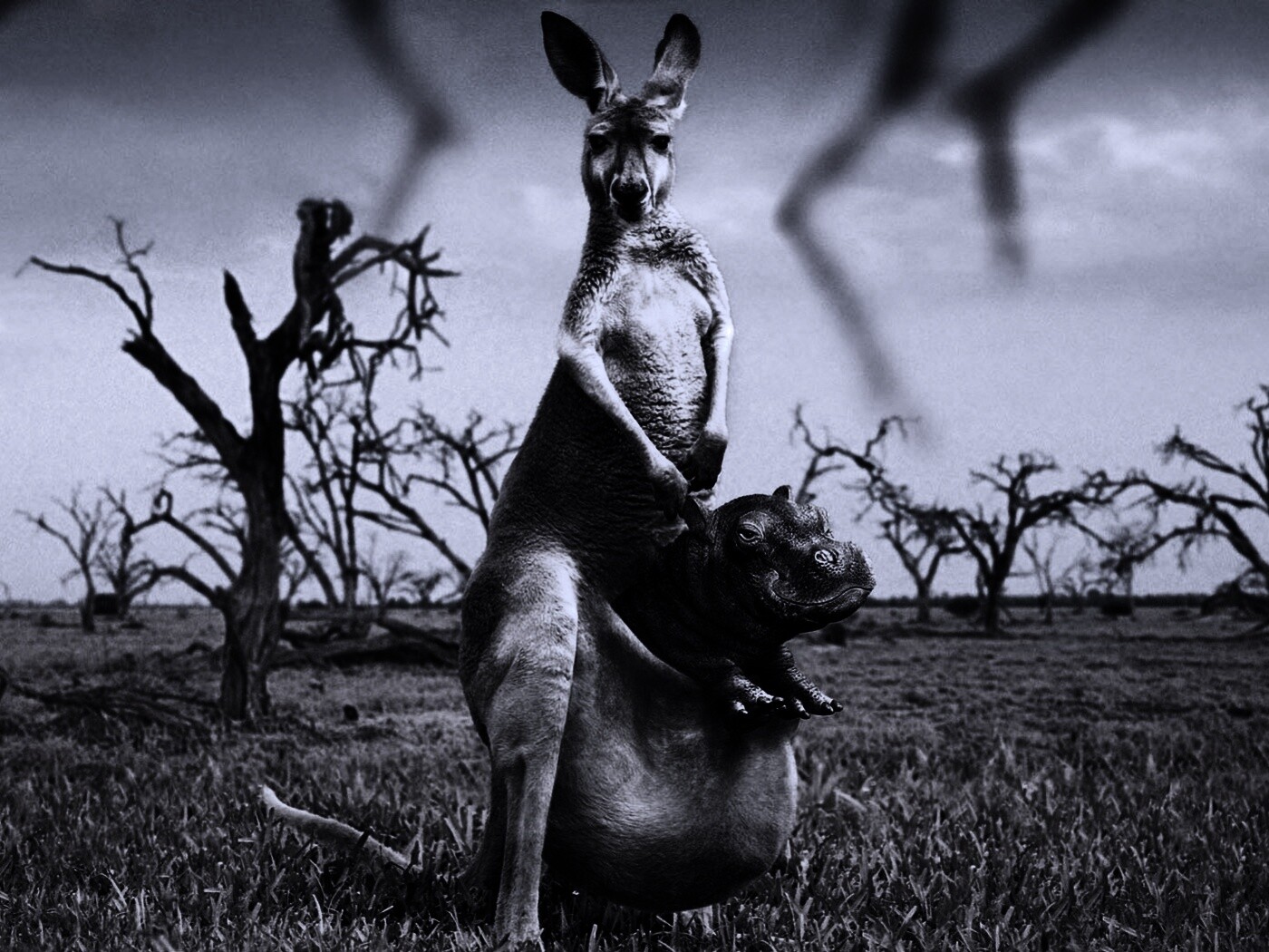 Кенгуру с бегемотом в сумке обои