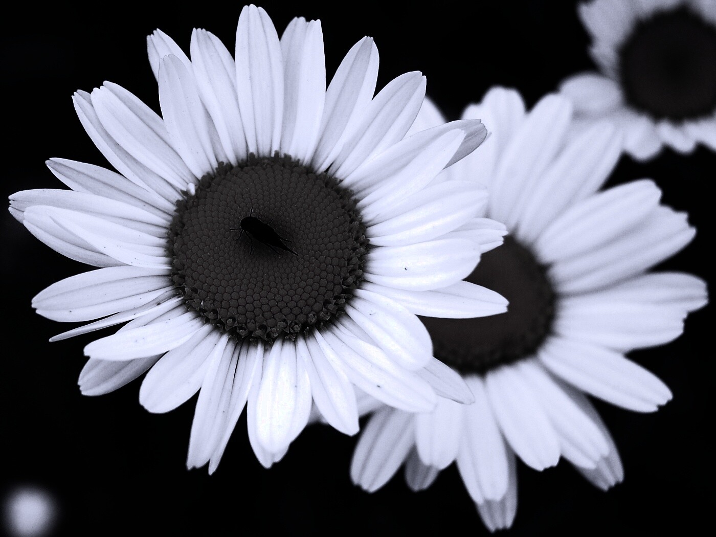 Ромашки обои