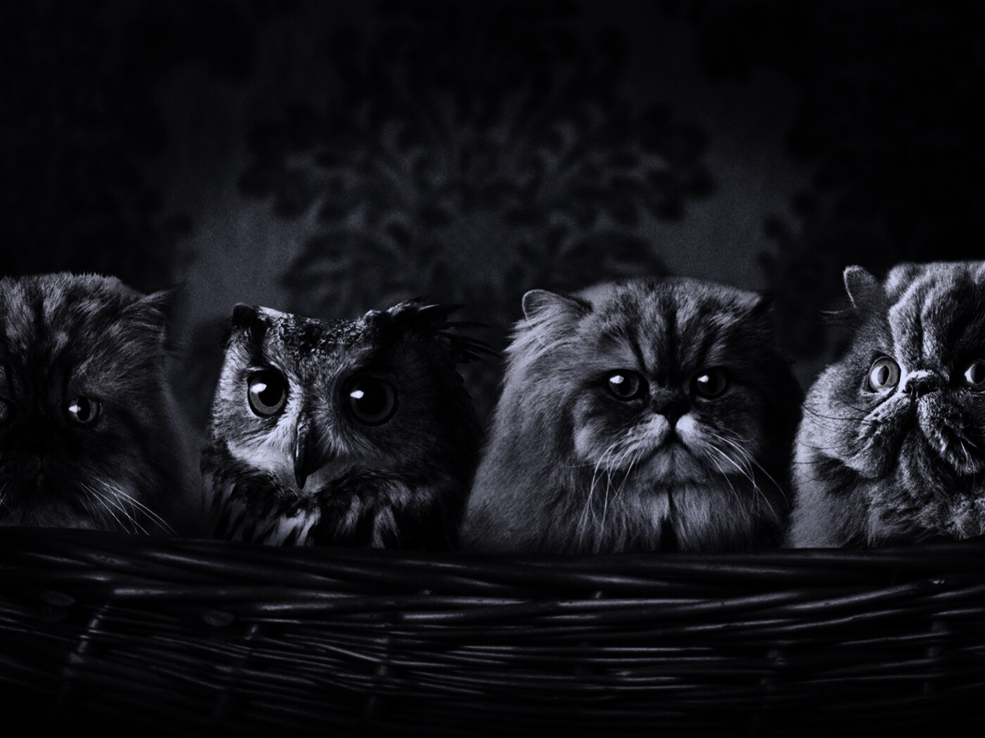 Чужой среди своих обои