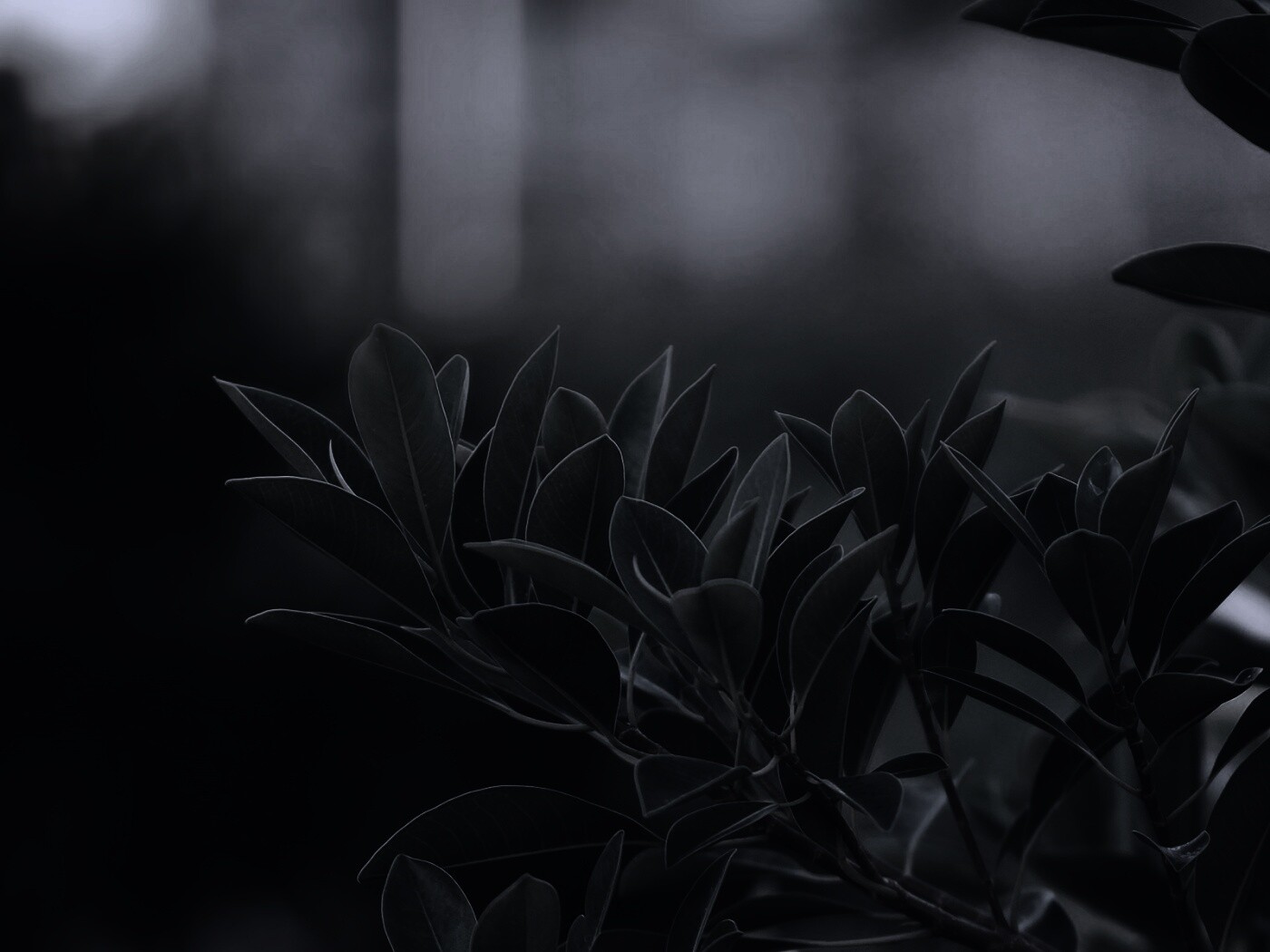 Листья обои