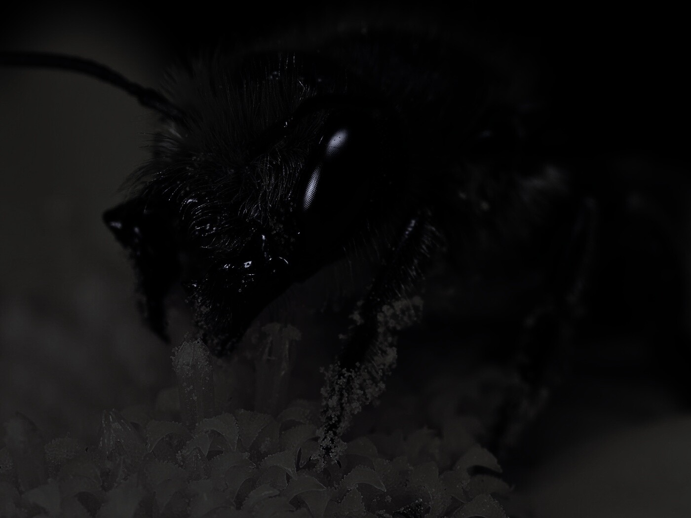 Пчела крупным планом обои