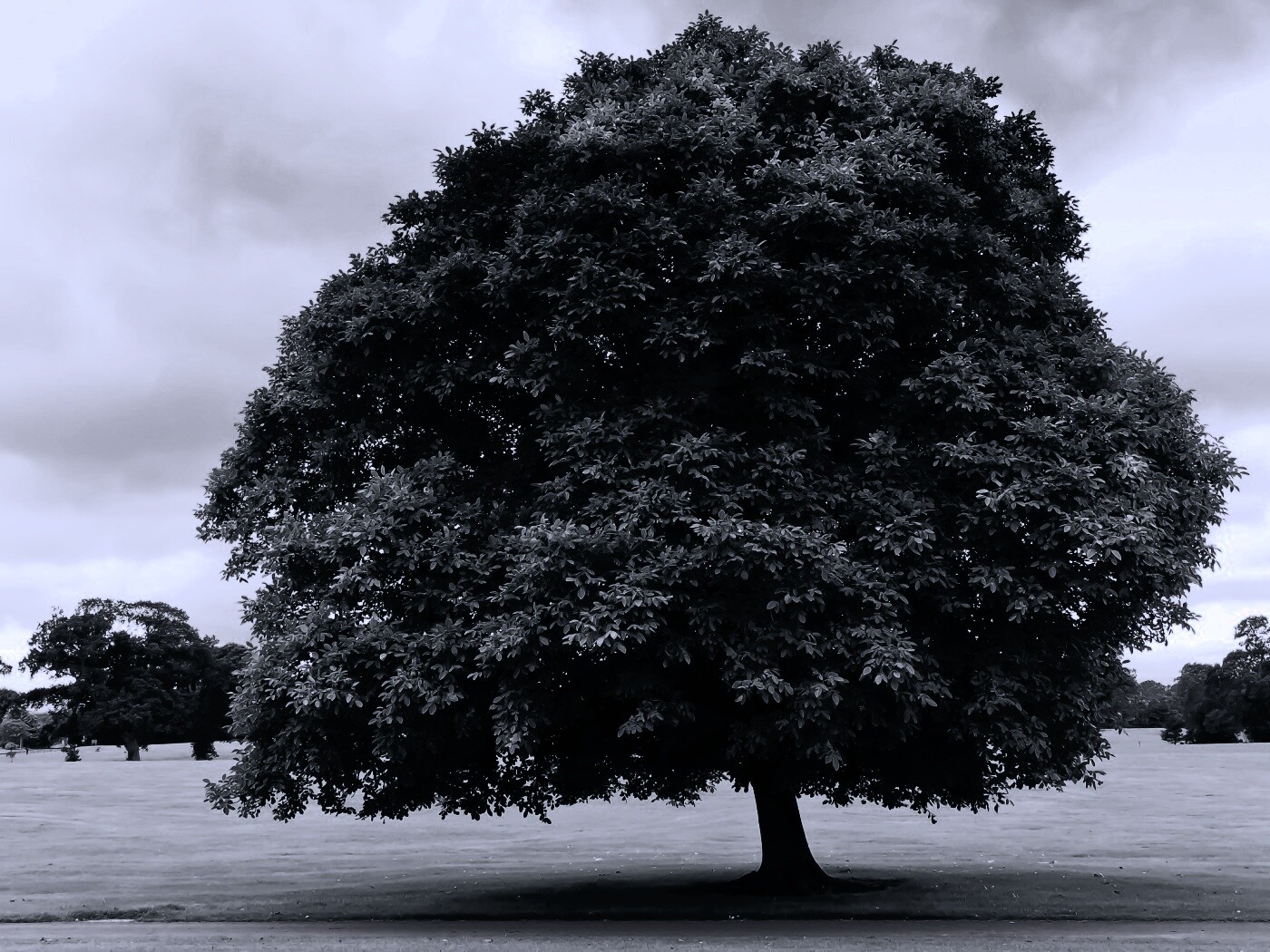 Зеленое ирландское дерево обои