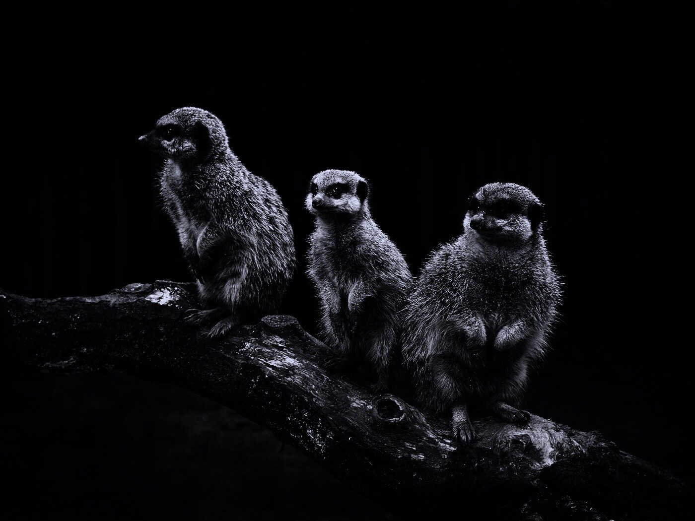 В дозоре обои