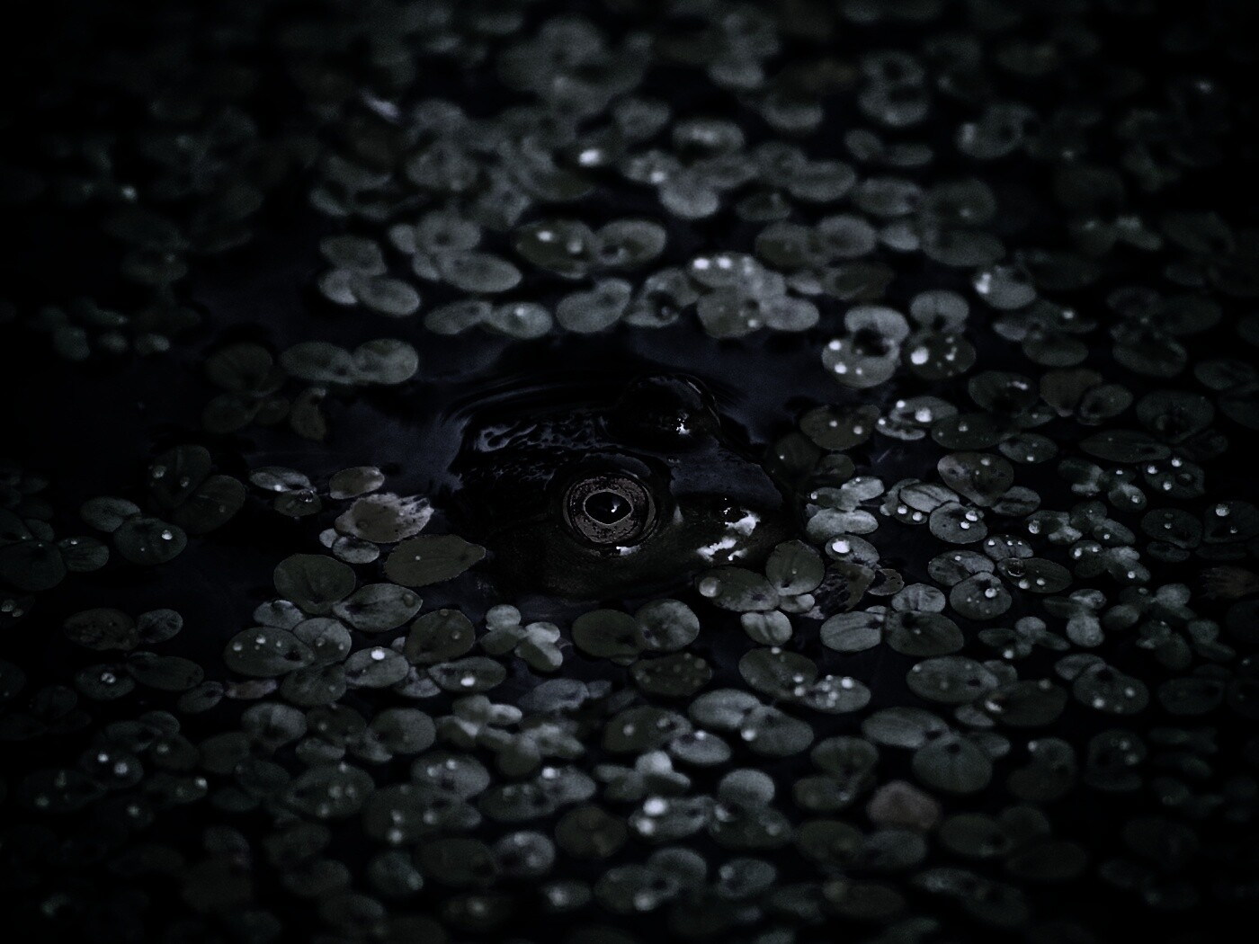 Маленькая лягушка обои