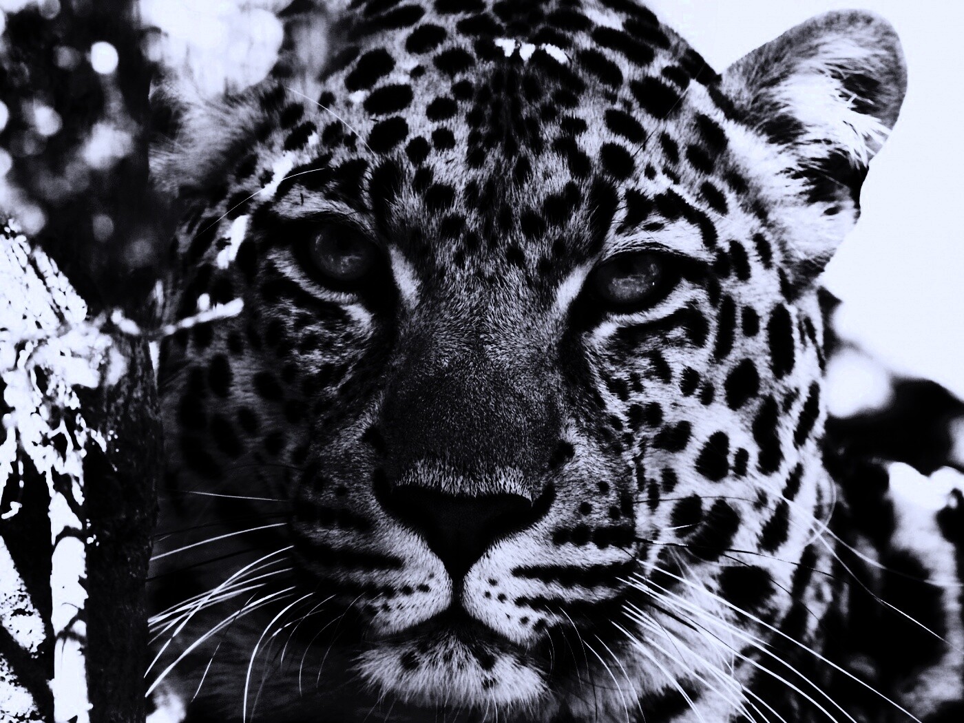 Взгляд хищника обои