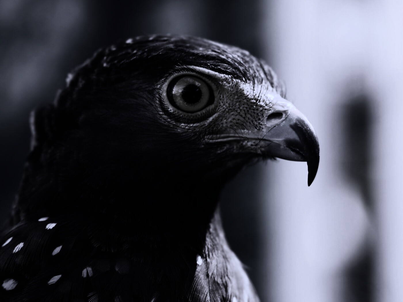 Взгляд орла обои