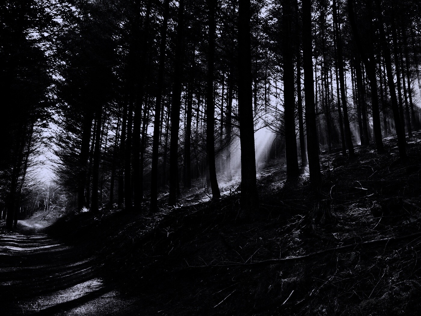 Лесная дорога обои