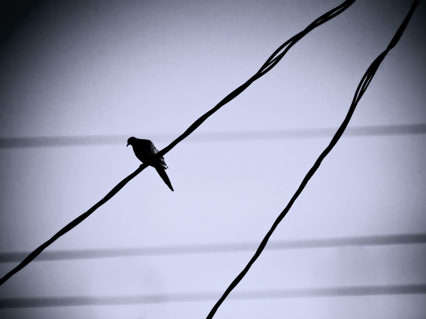 Птица на проводе обои