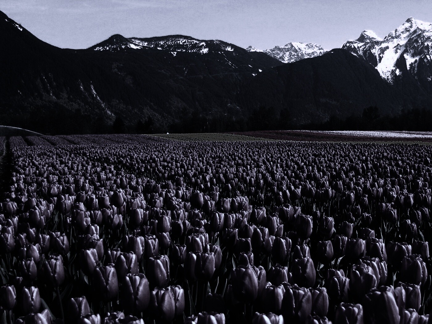 Поле тюльпанов обои