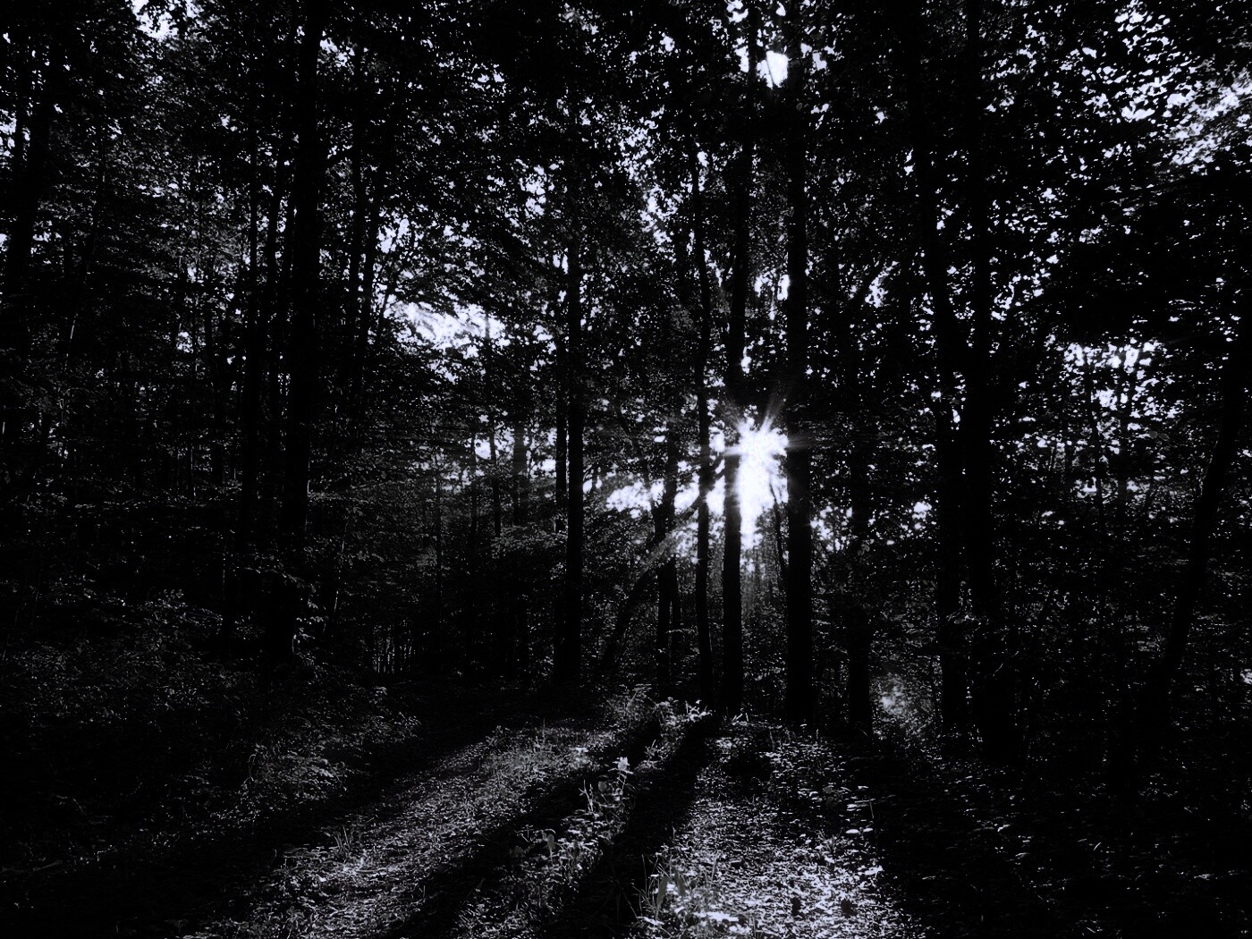 Свет сквозь деревья обои