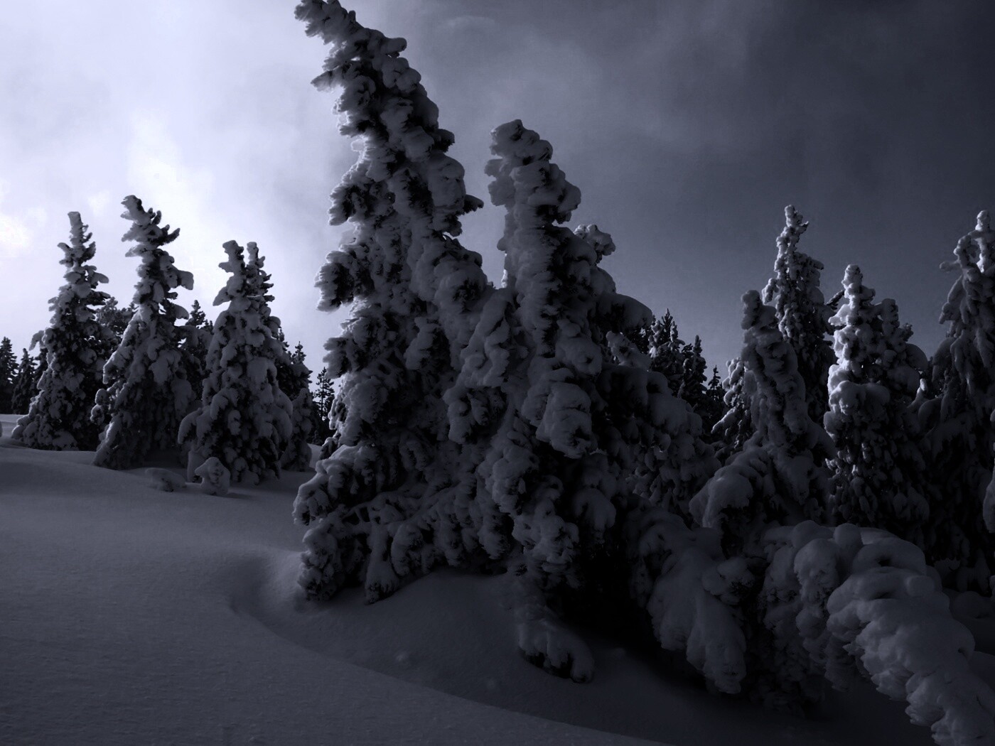 Ели в снегу обои