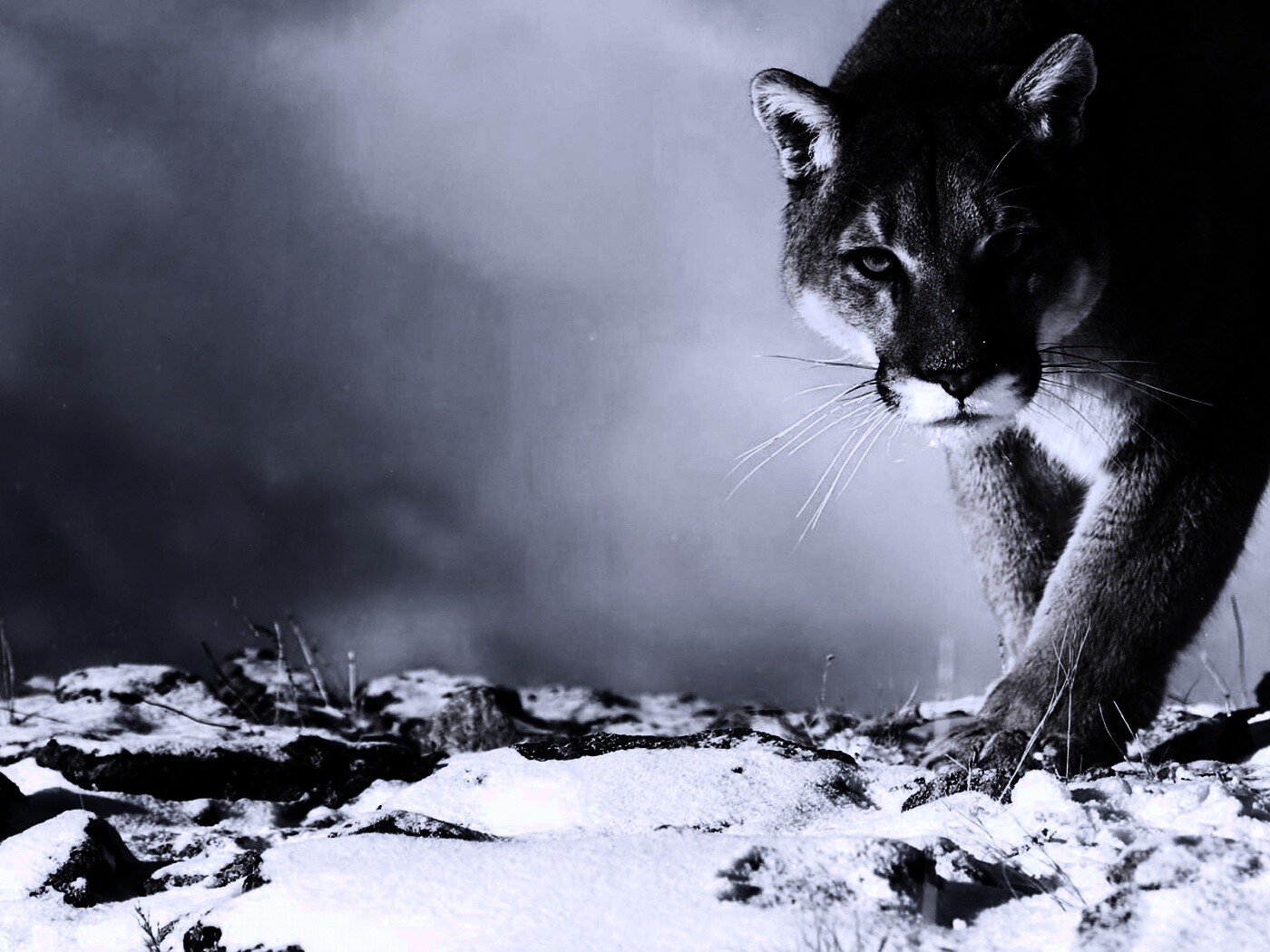 Пума с грозным взглядом обои