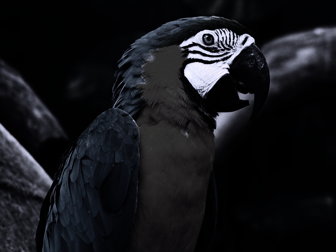 Разноцветынй попугай обои