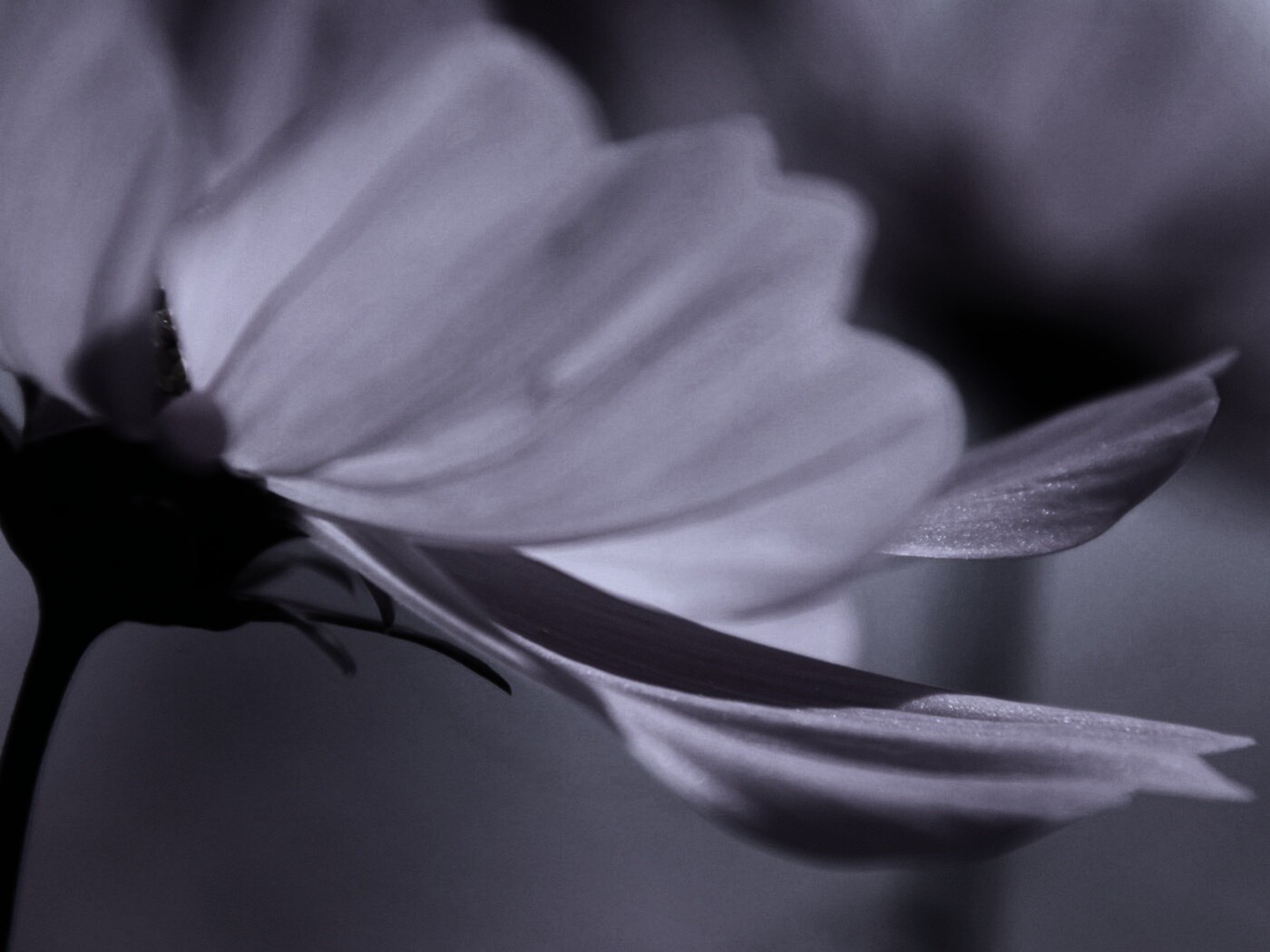 Розовый цветок обои