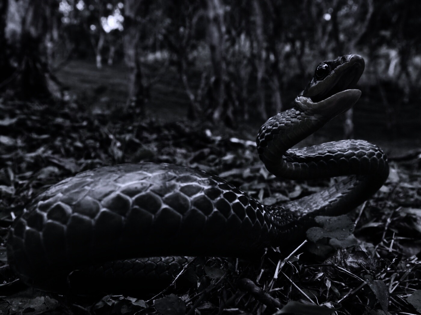 Зелёная змея обои