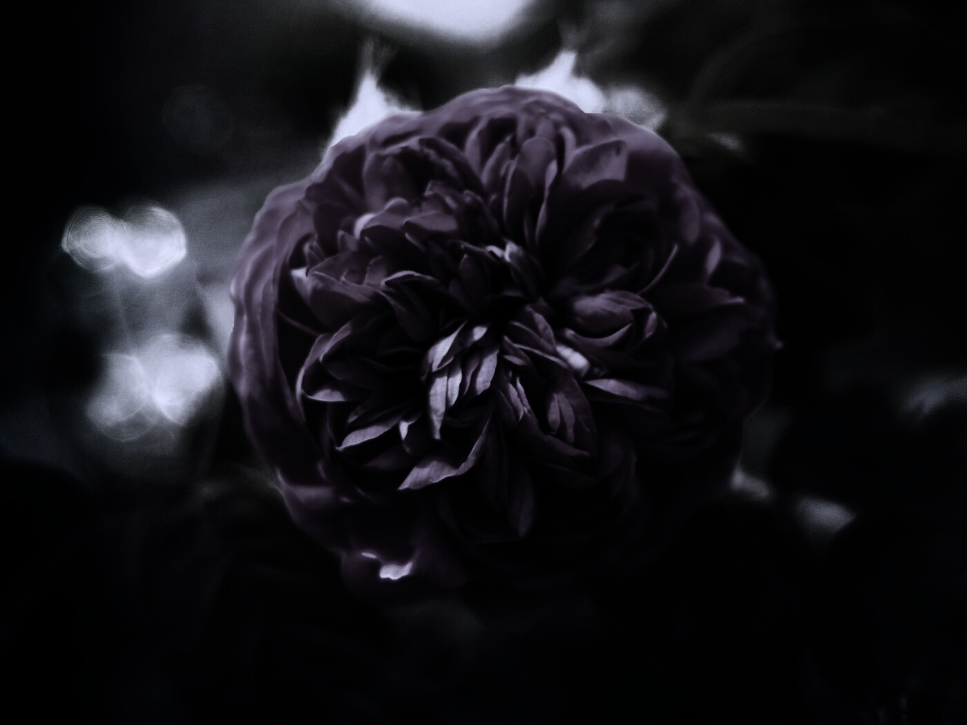 Клевер крупным планом обои