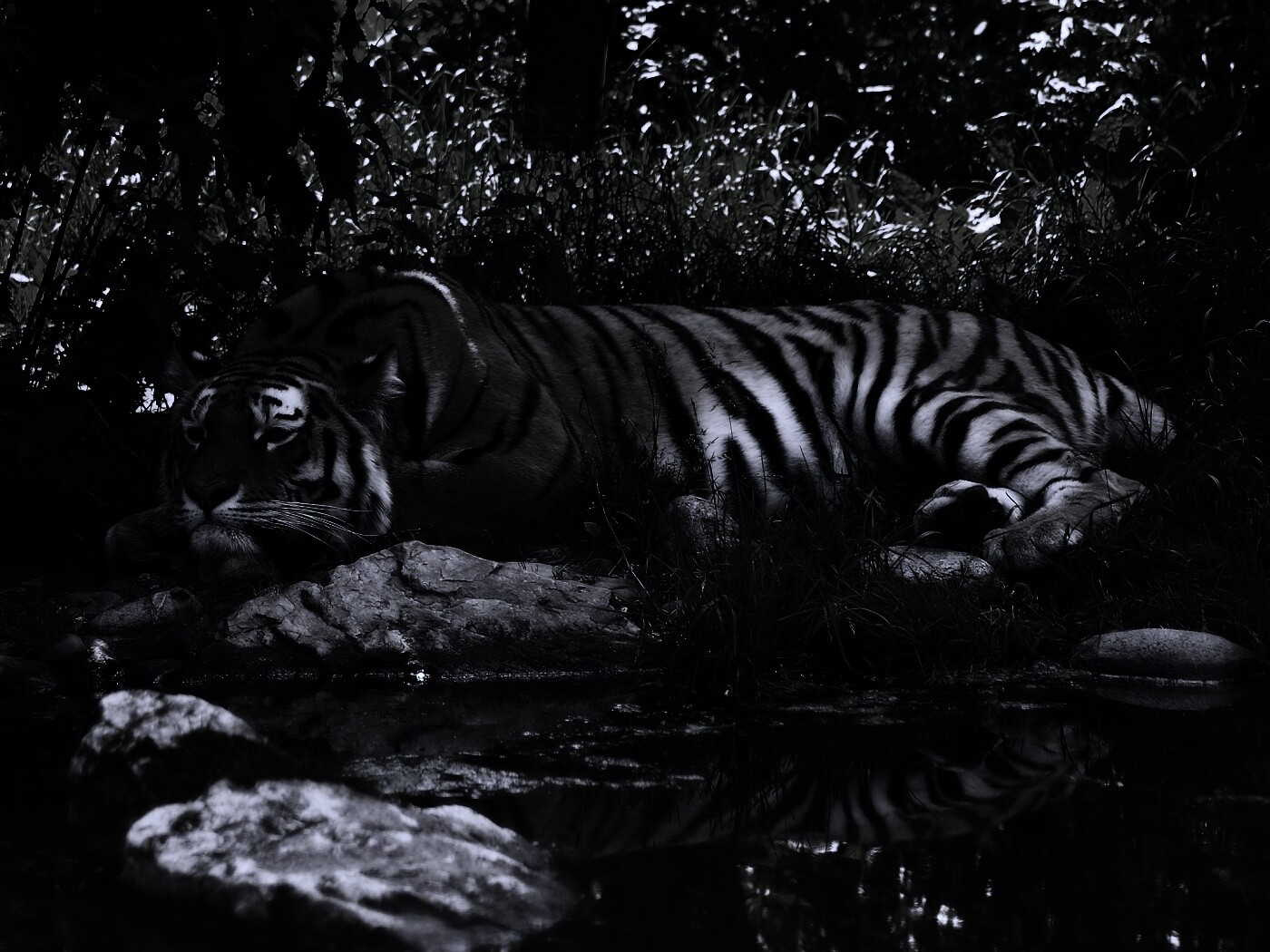 Тигр отдыхает обои