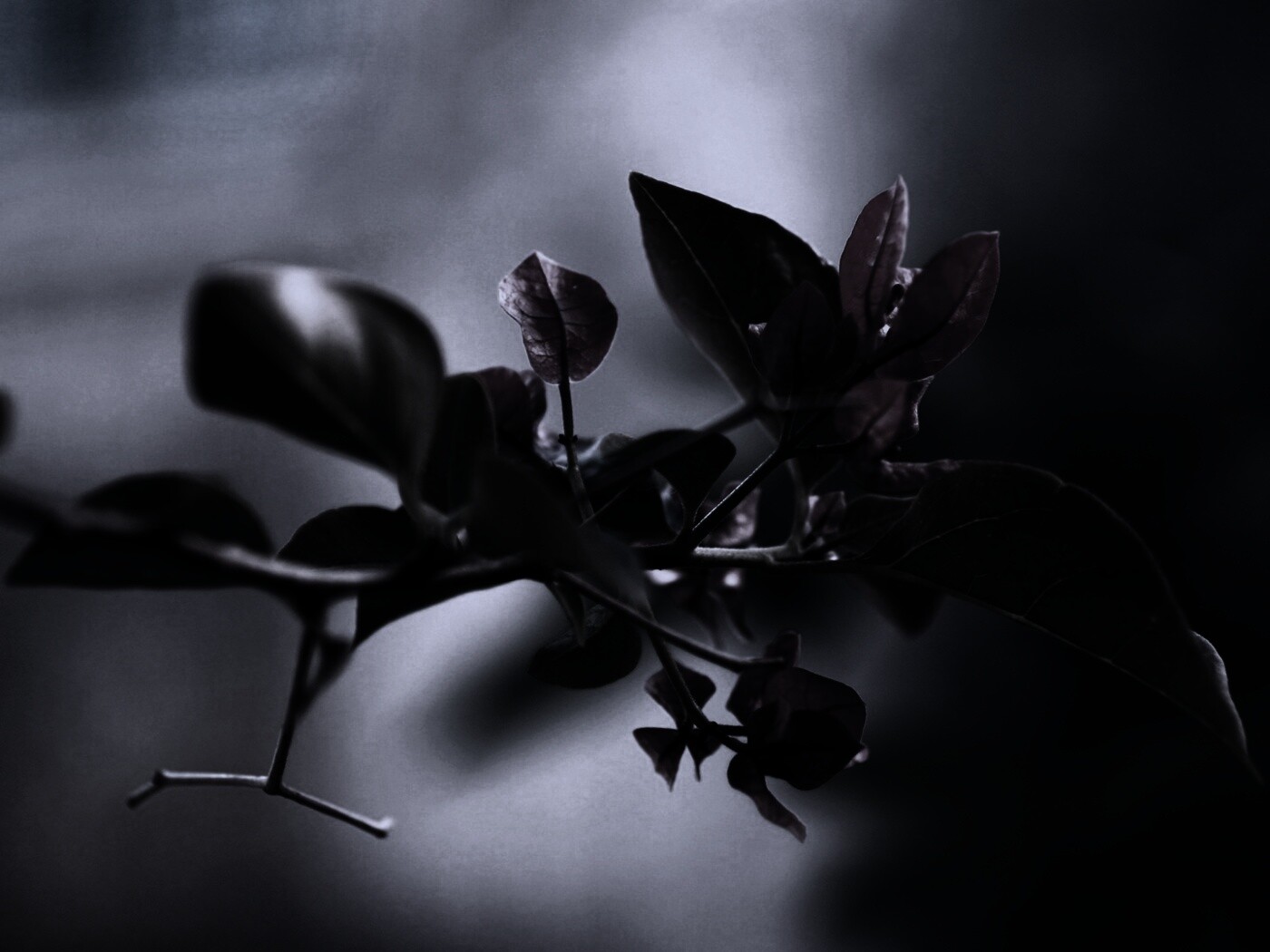 Разноцветные листья обои