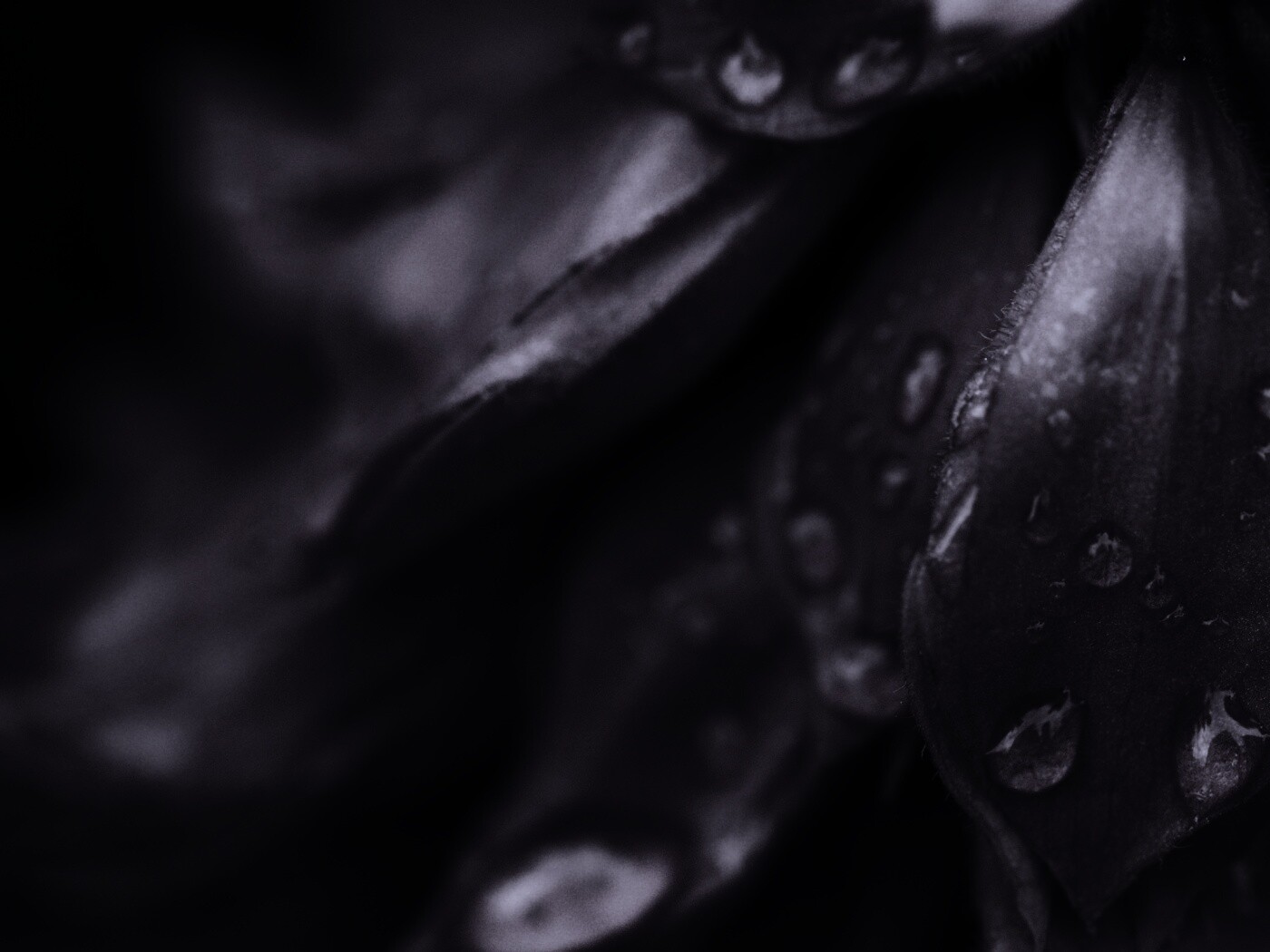 Лепестки обои