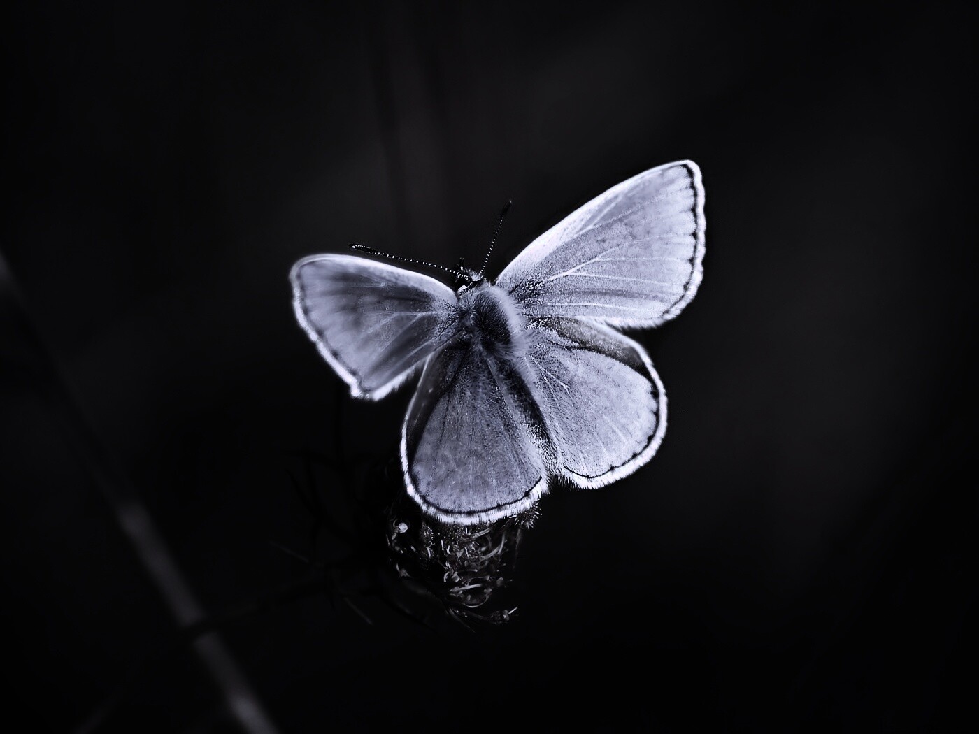 Бабочка с фиолетовыми крыльями обои