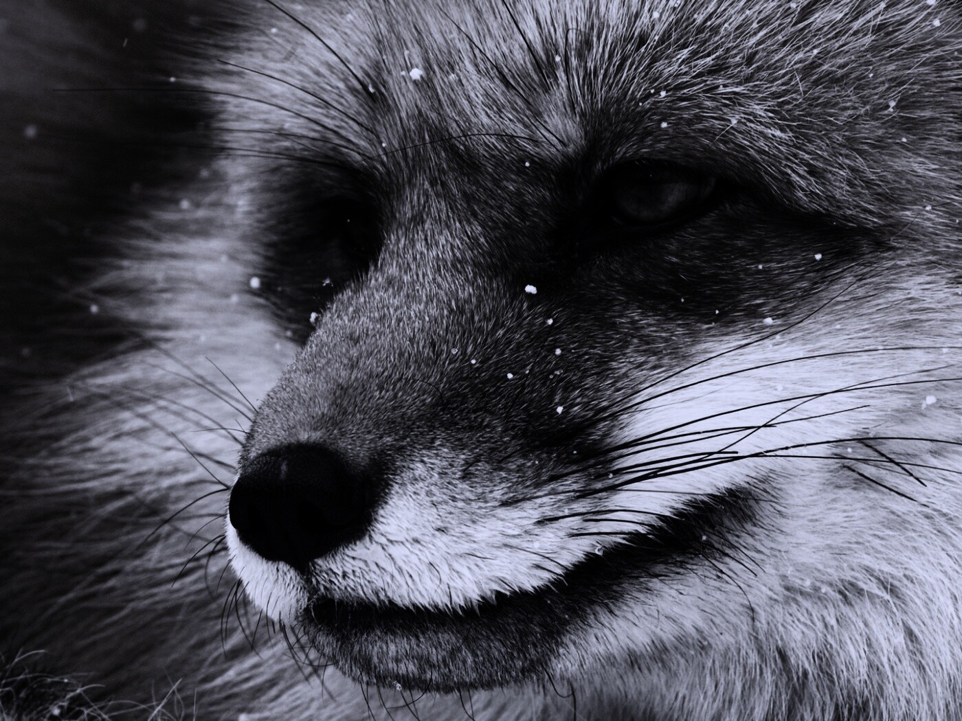 Морда рыжей лисы обои