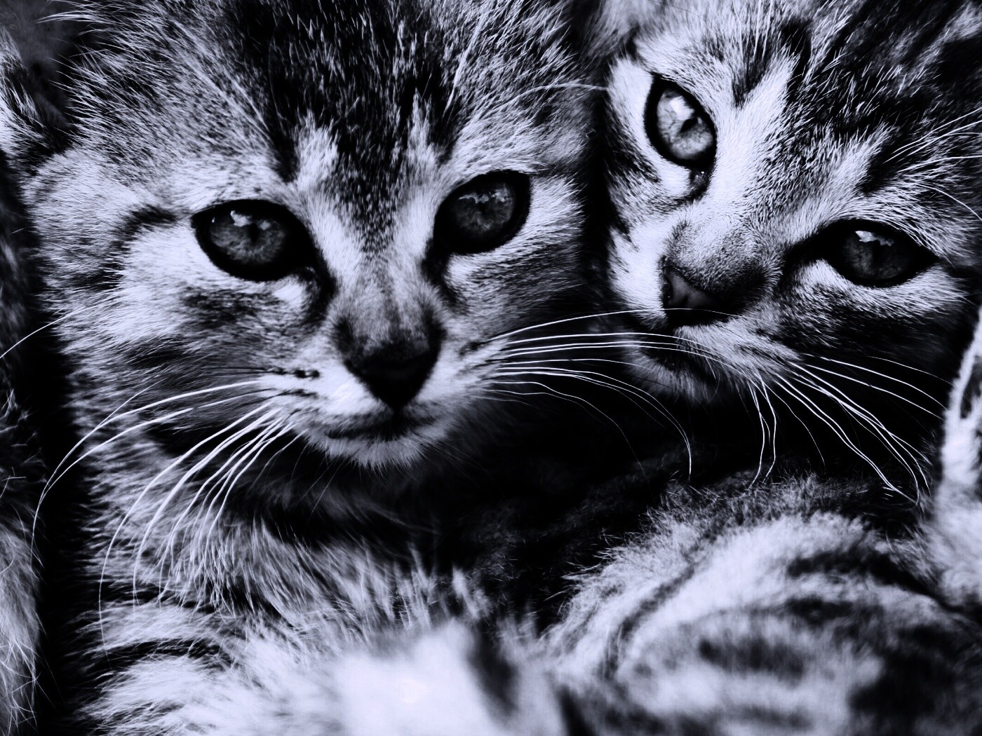 Котята в обнимку обои