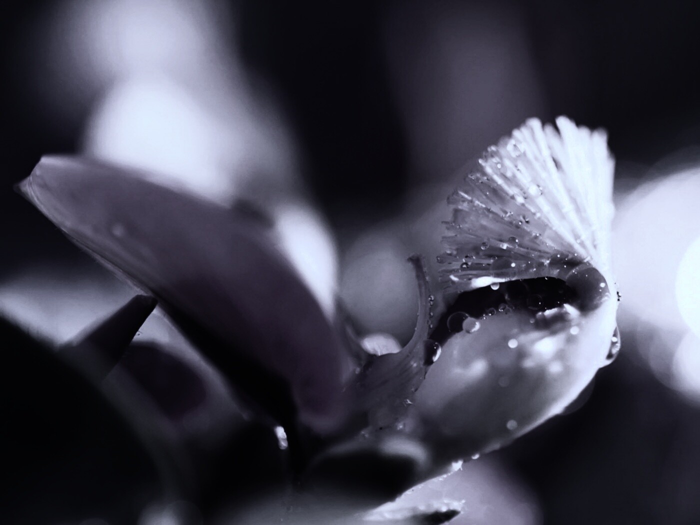 Капли на лиловом цветке обои