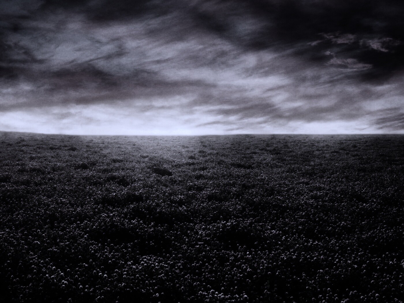 Закатное небо над цветочным полем обои