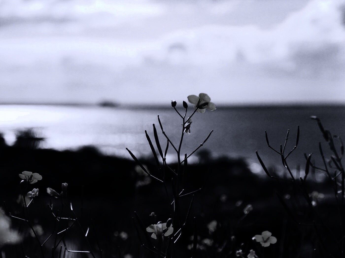 Мелкие жёлтые цветы обои