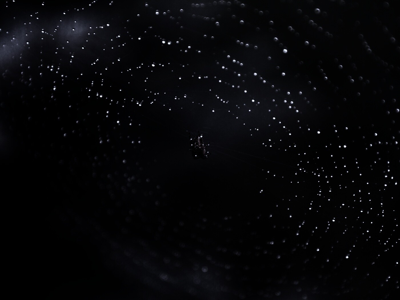 Паук на паутине обои